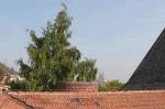 Torzo vykukuje ca. 50 cm přes hřeben střechy (10/2010)